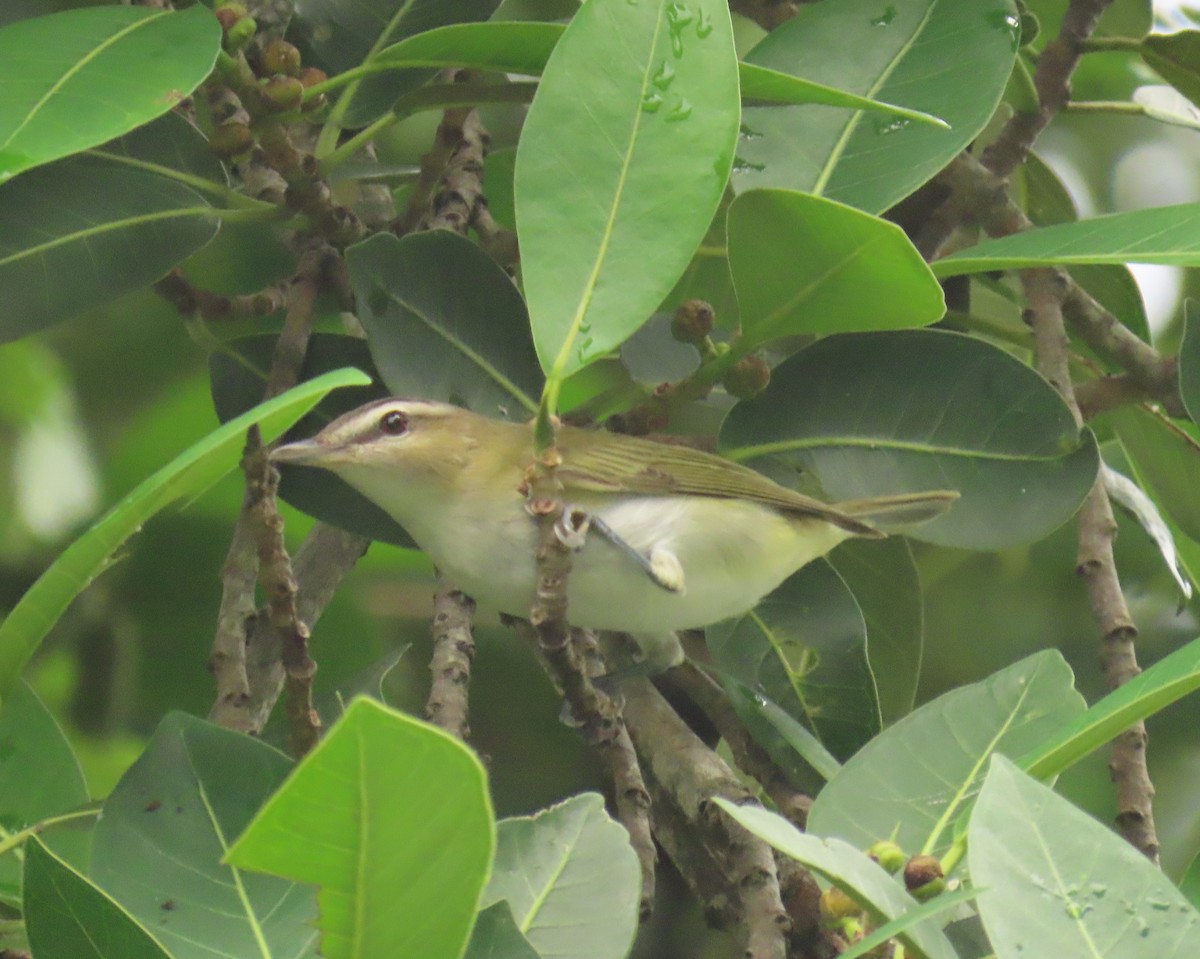 Red-eyed Vireo - ML643292547
