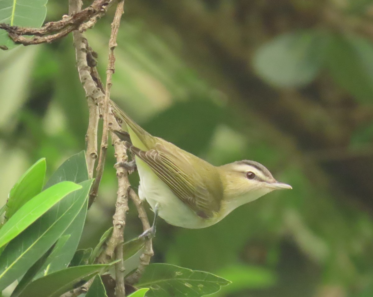 Red-eyed Vireo - ML643292548