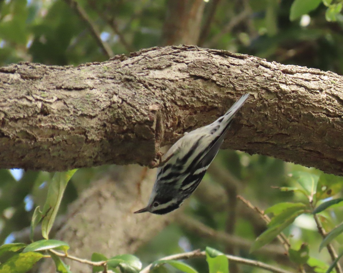 Black-and-white Warbler - ML643292560