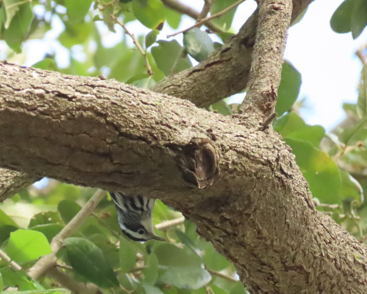 Black-and-white Warbler - ML643292561