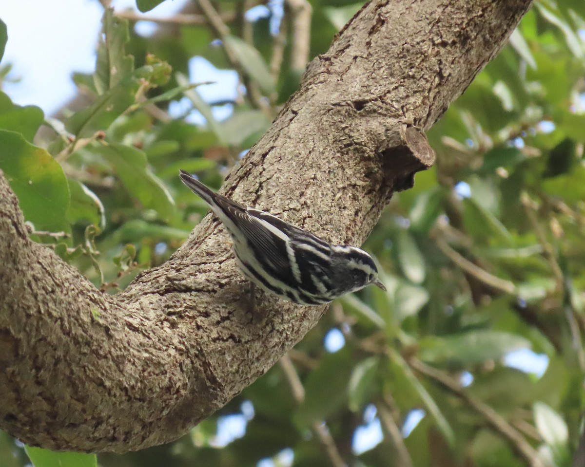 Black-and-white Warbler - ML643292562