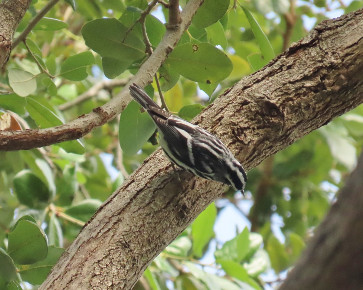 Black-and-white Warbler - ML643292563