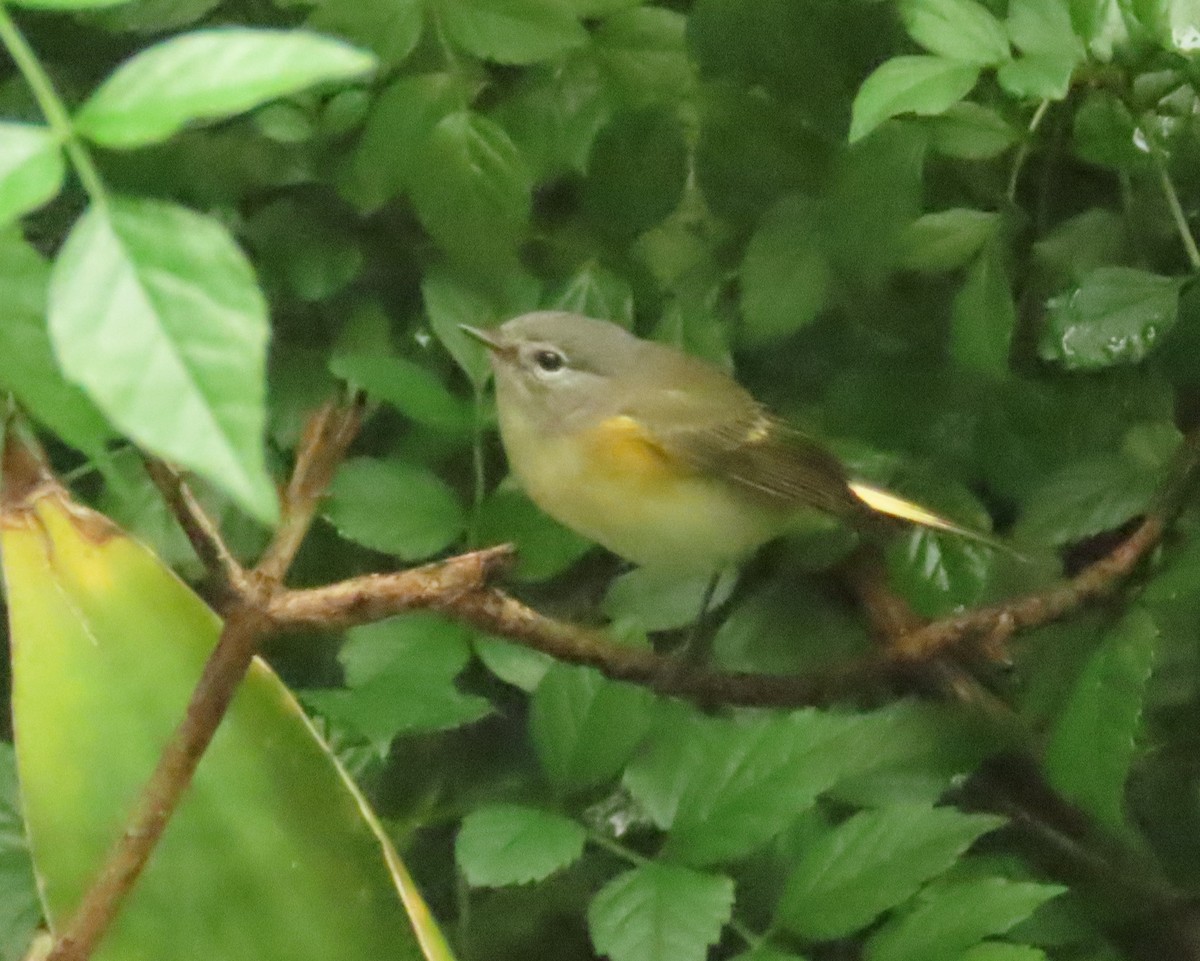 American Redstart - ML643292571