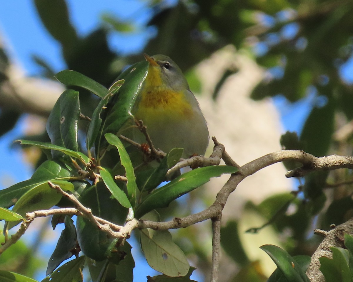 Northern Parula - ML643292581