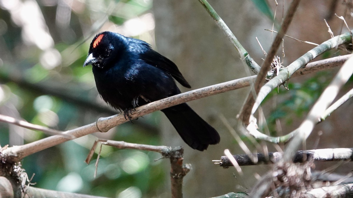 Ruby-crowned Tanager - ML643292582
