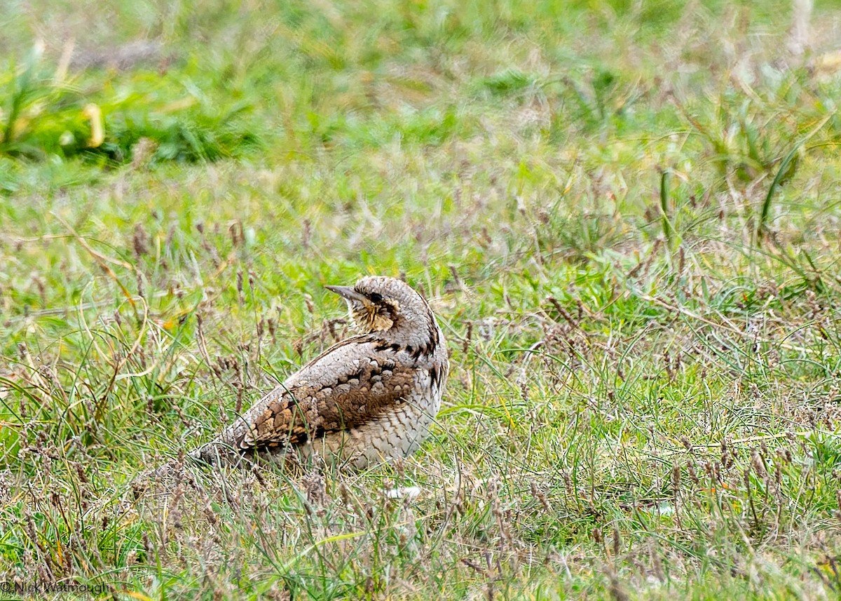Eurasian Wryneck - ML643292598