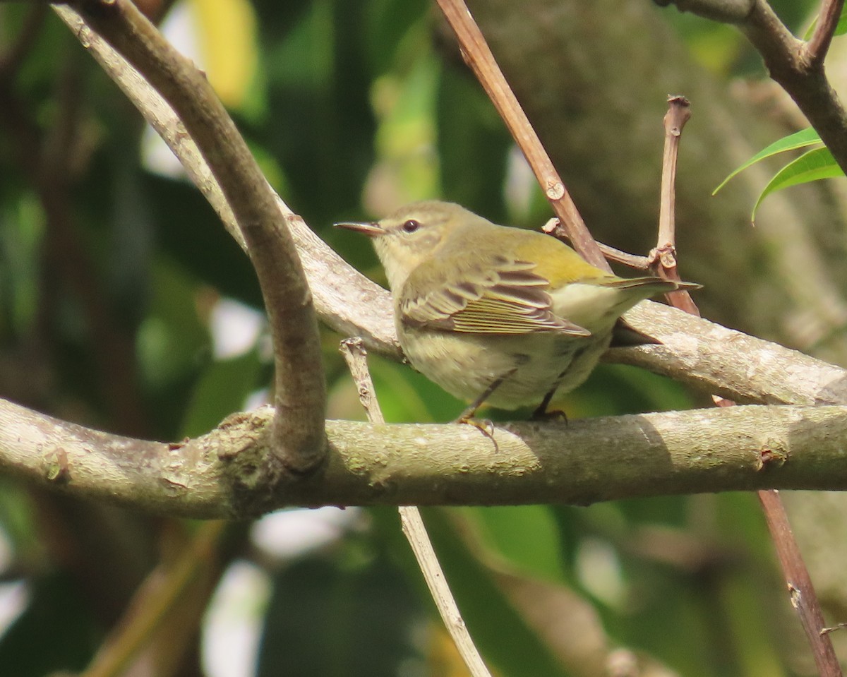 Cape May Warbler - ML643292610