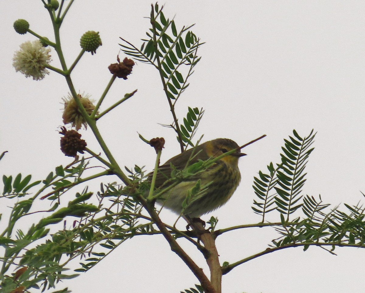 Cape May Warbler - ML643292611