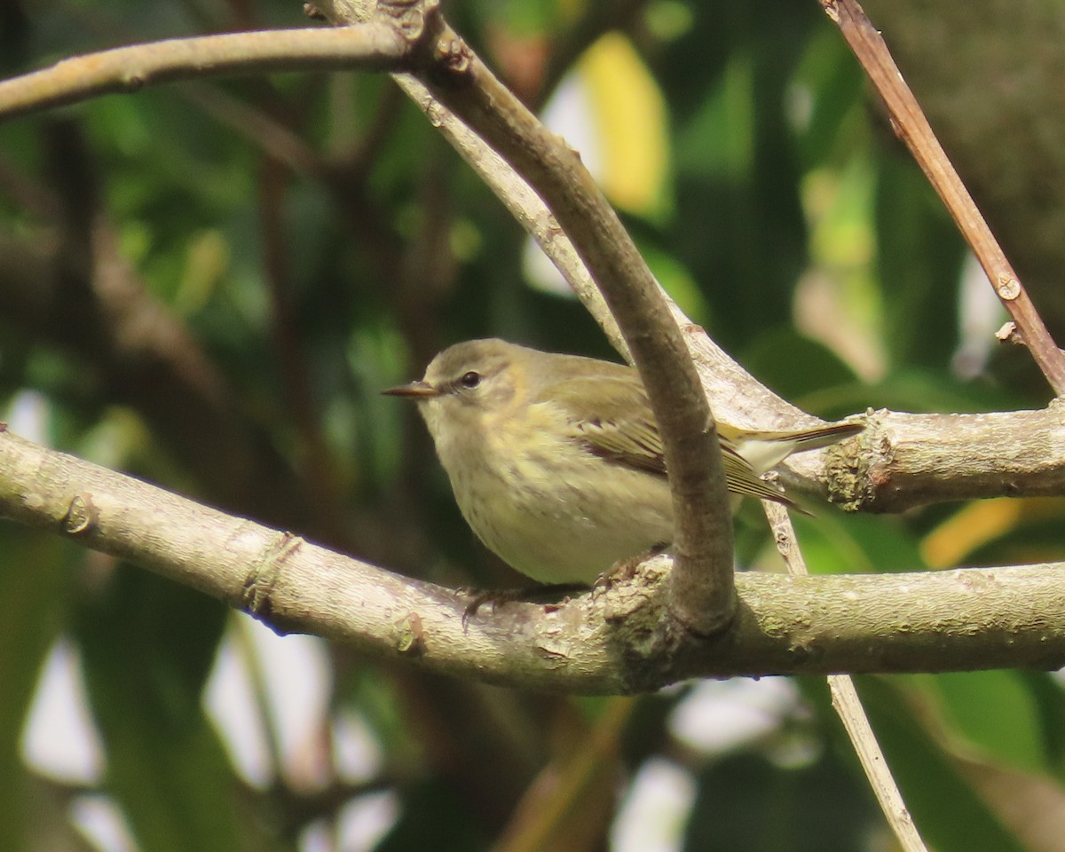 Cape May Warbler - ML643292612