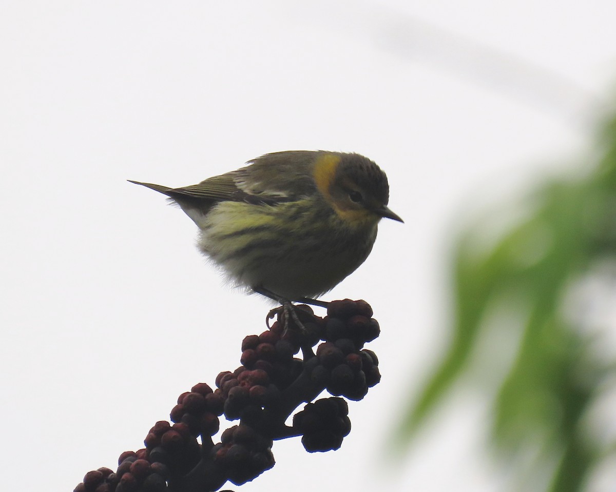 Cape May Warbler - ML643292613