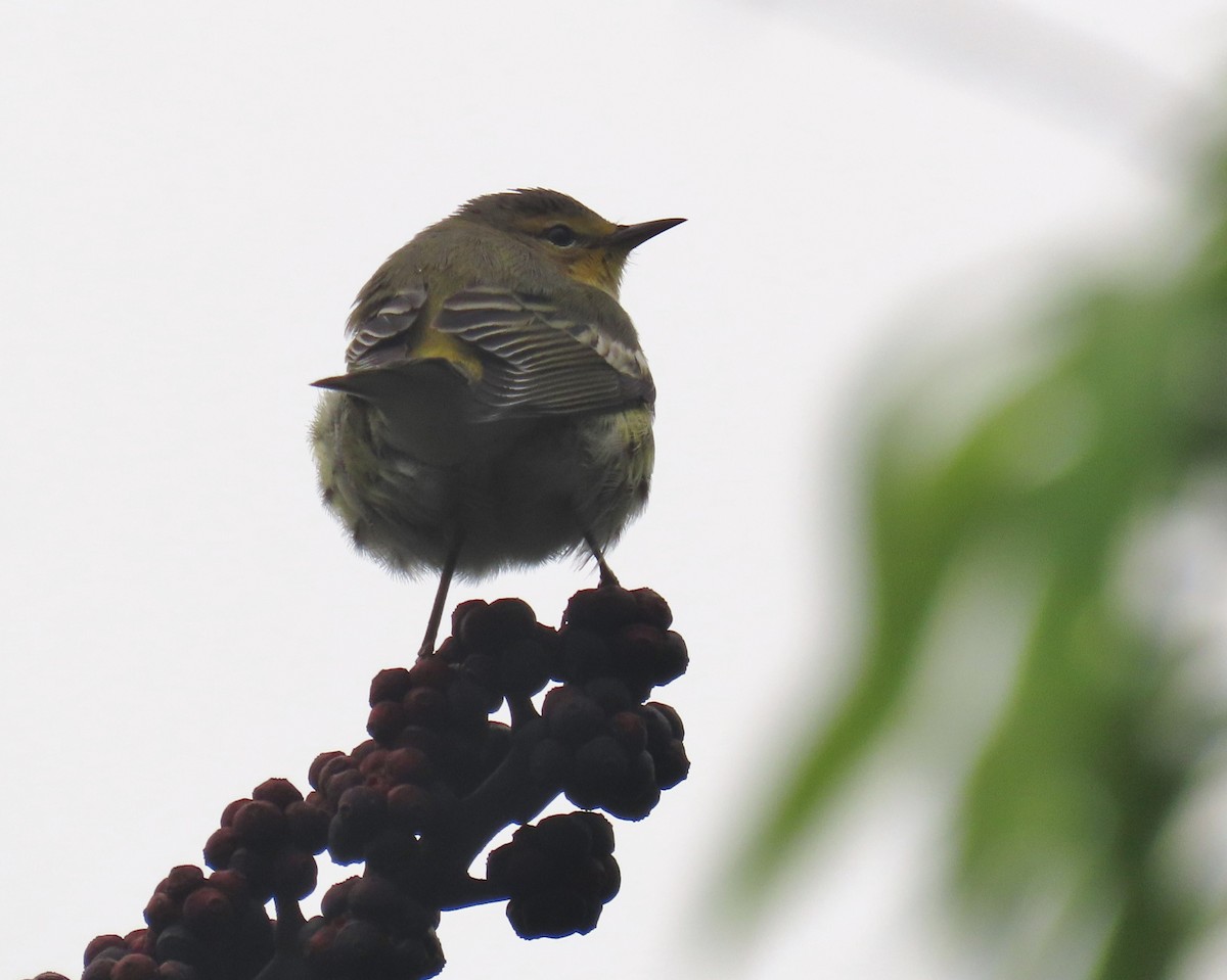 Cape May Warbler - ML643292614