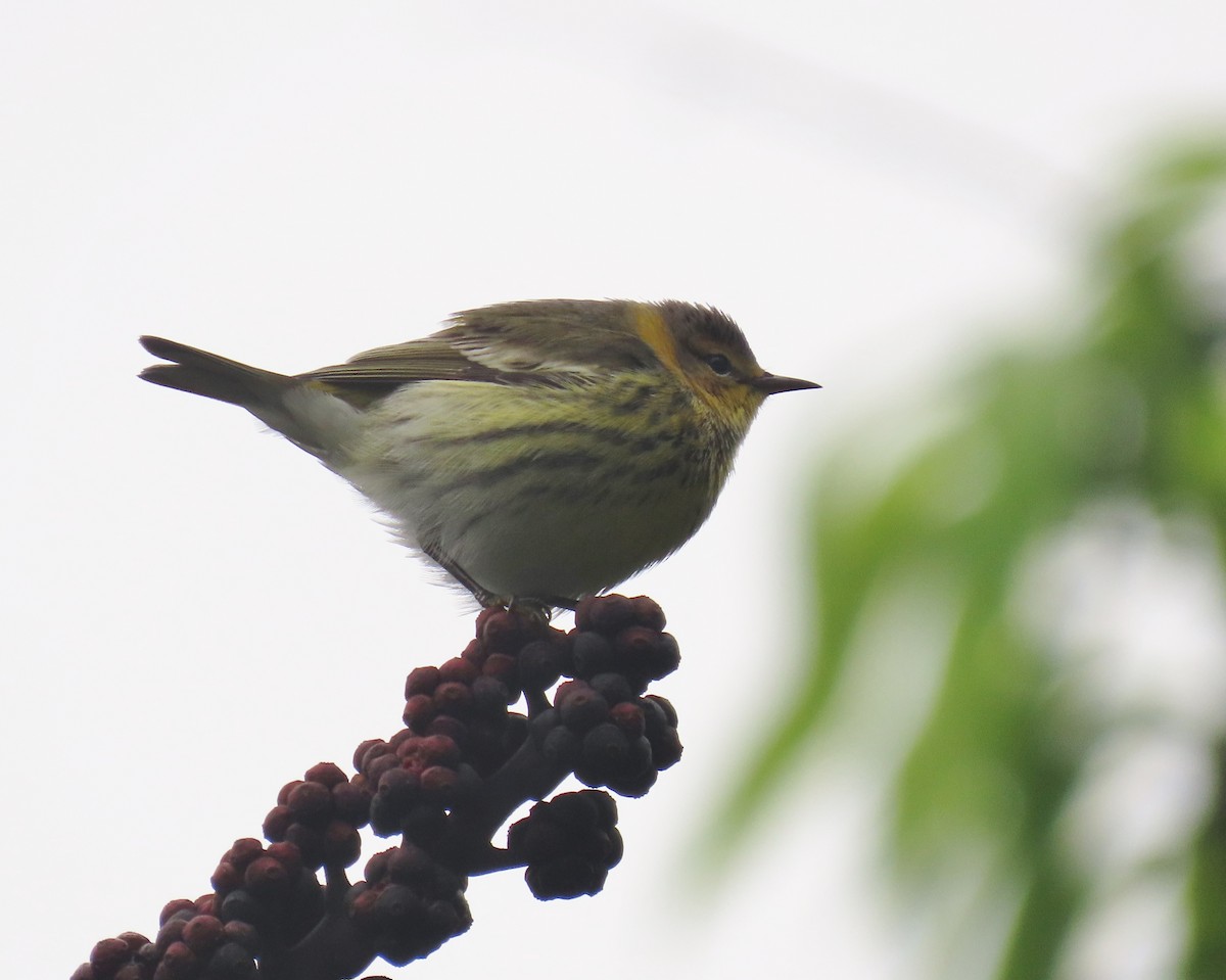 Cape May Warbler - ML643292615