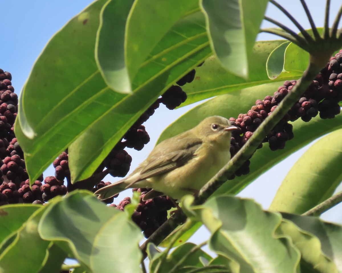 Cape May Warbler - ML643292616