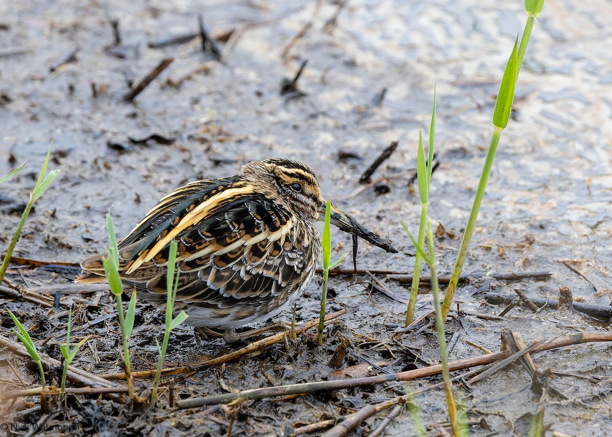 Jack Snipe - ML643292619