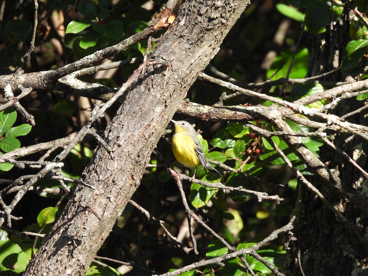 Magnolia Warbler - ML643292624