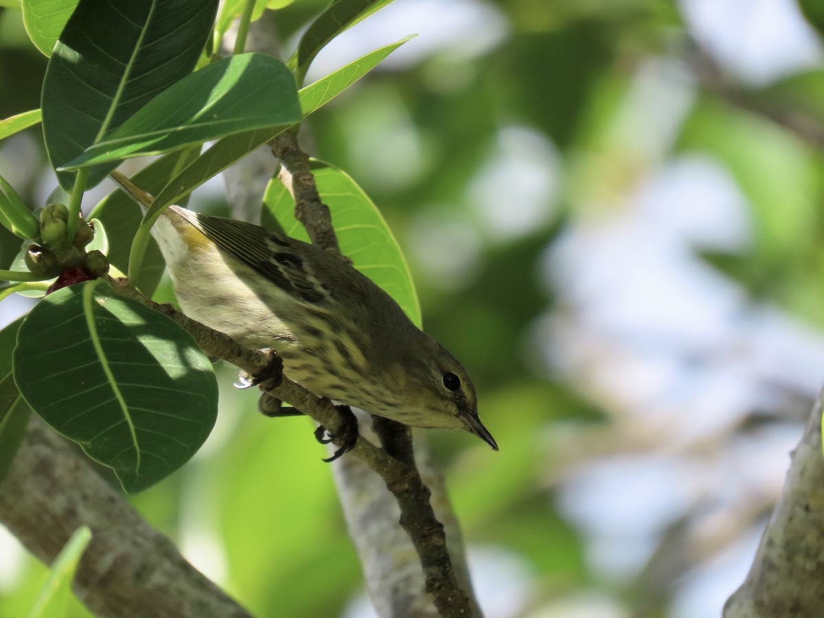 Cape May Warbler - ML643292631