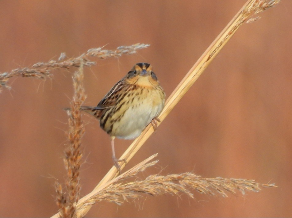 LeConte's Sparrow - ML643292635