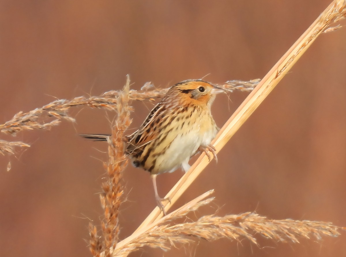 LeConte's Sparrow - ML643292641