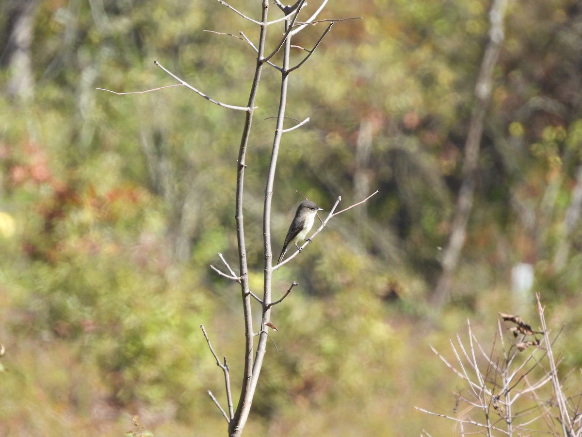 Eastern Phoebe - ML643292651