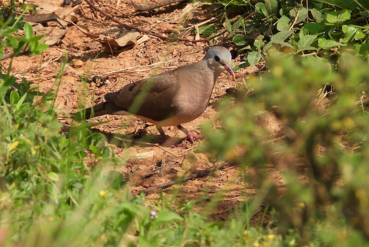 Blue-spotted Wood-Dove - ML643292669