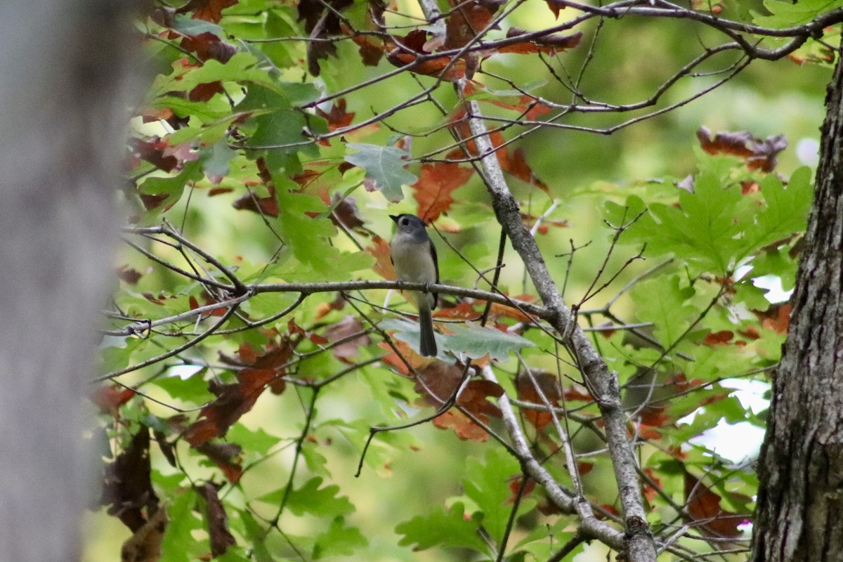 Tufted Titmouse - ML643292678