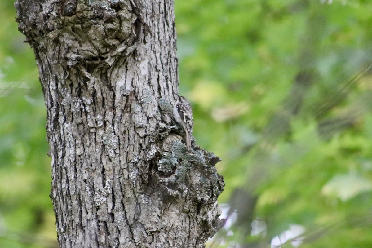 Brown Creeper - ML643292686
