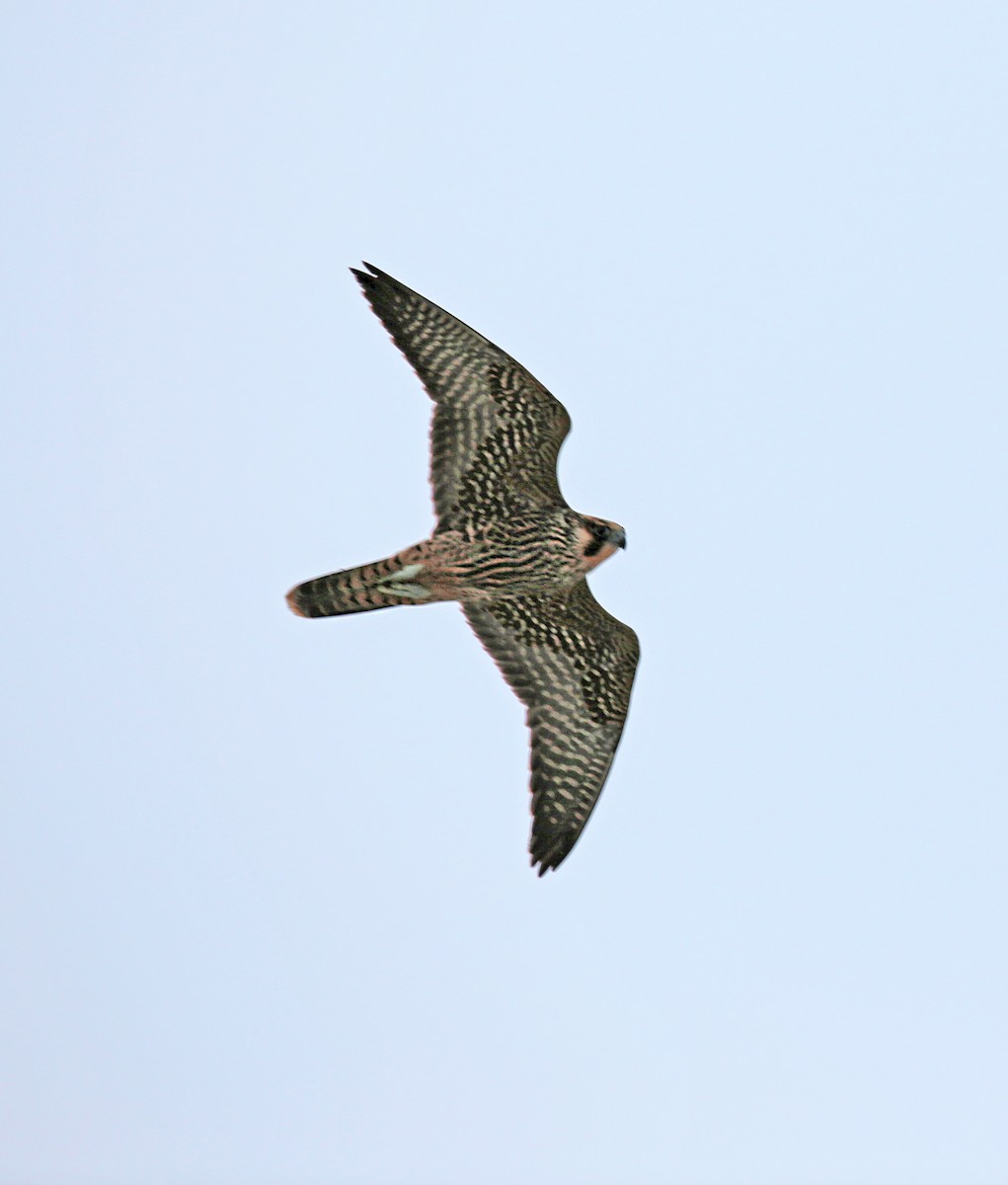 ハヤブサ - ML643292719