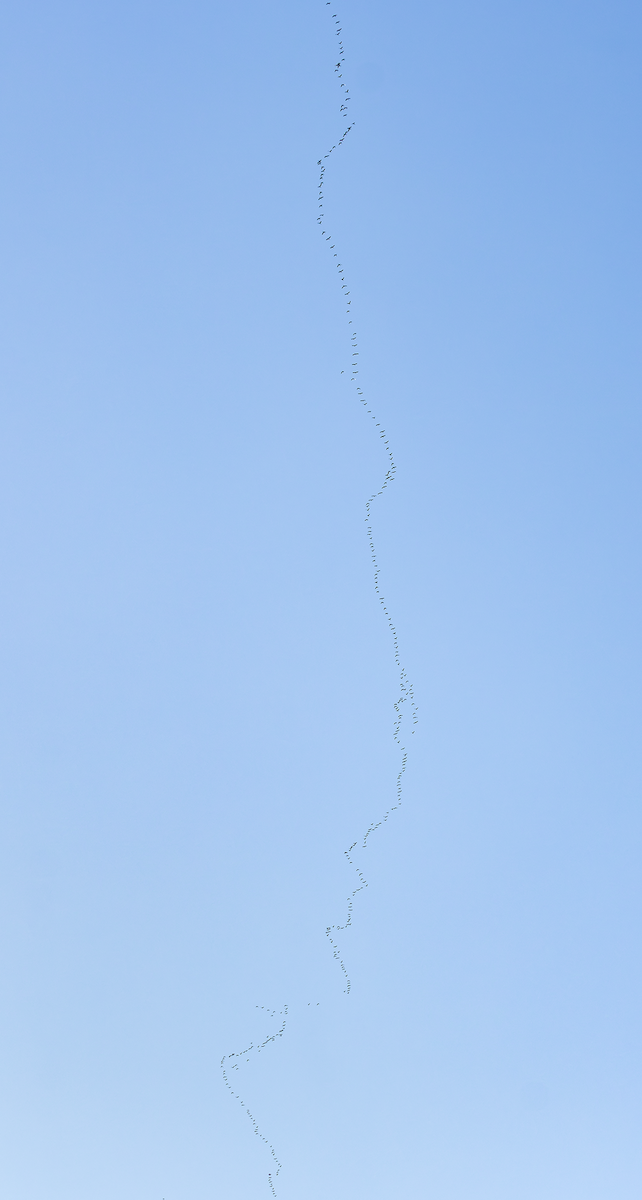 Double-crested Cormorant - ML643292744