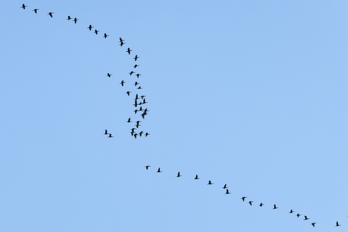 Double-crested Cormorant - ML643292745