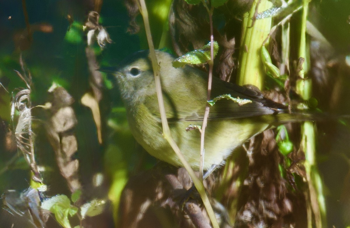 Orange-crowned Warbler - ML643292759