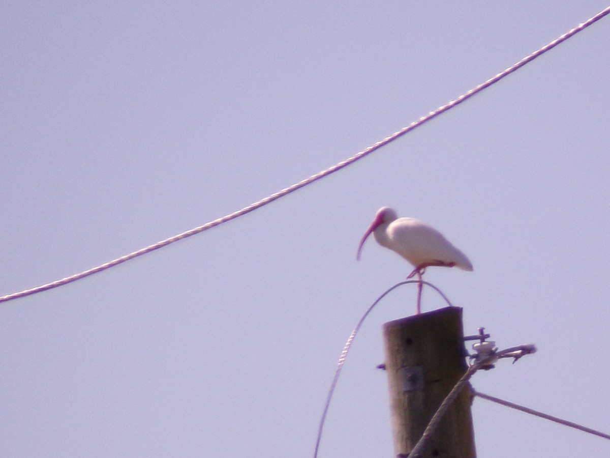 ibis bílý - ML643292760