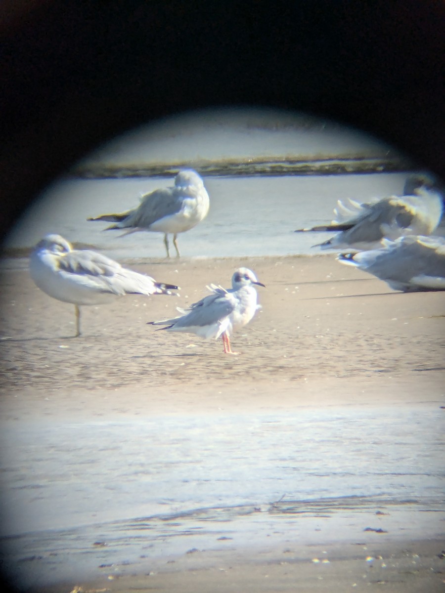 Bonaparte's Gull - ML643292762