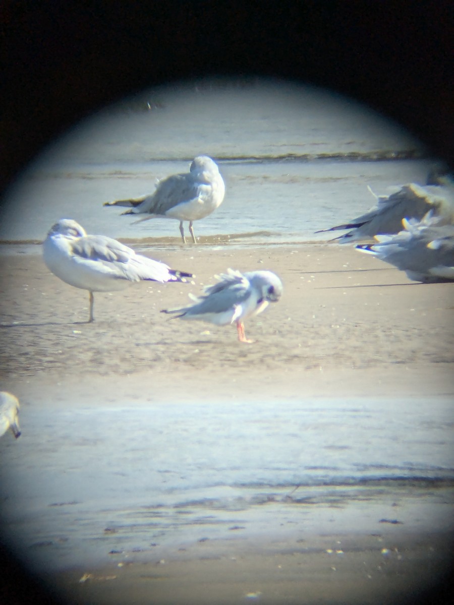Bonaparte's Gull - ML643292763