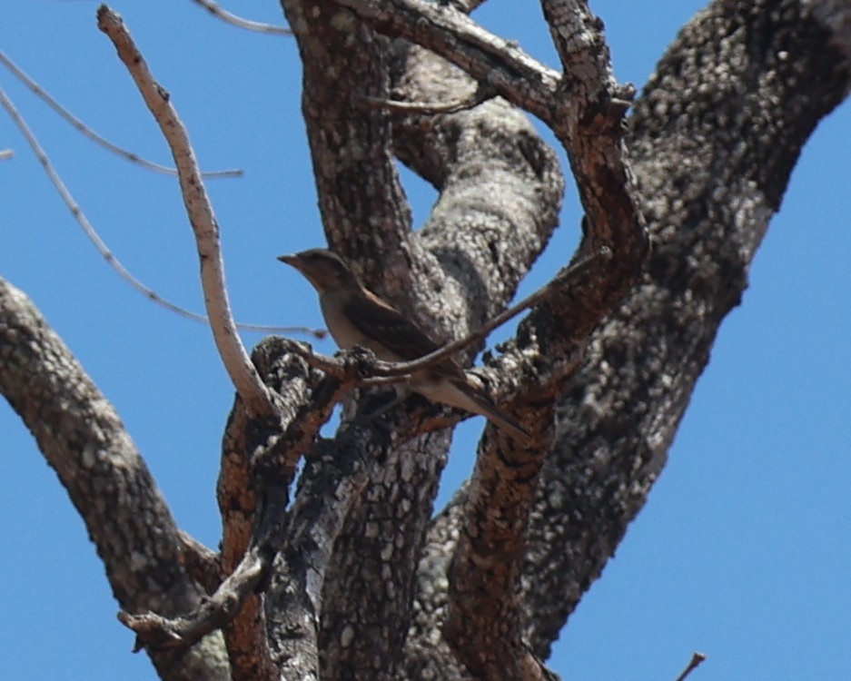 Yellow-throated Bush Sparrow - ML643292764