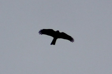 Sharp-shinned Hawk - ML643292765