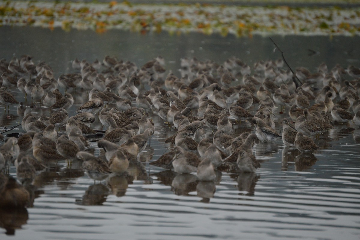 Long-billed Dowitcher - ML643292781