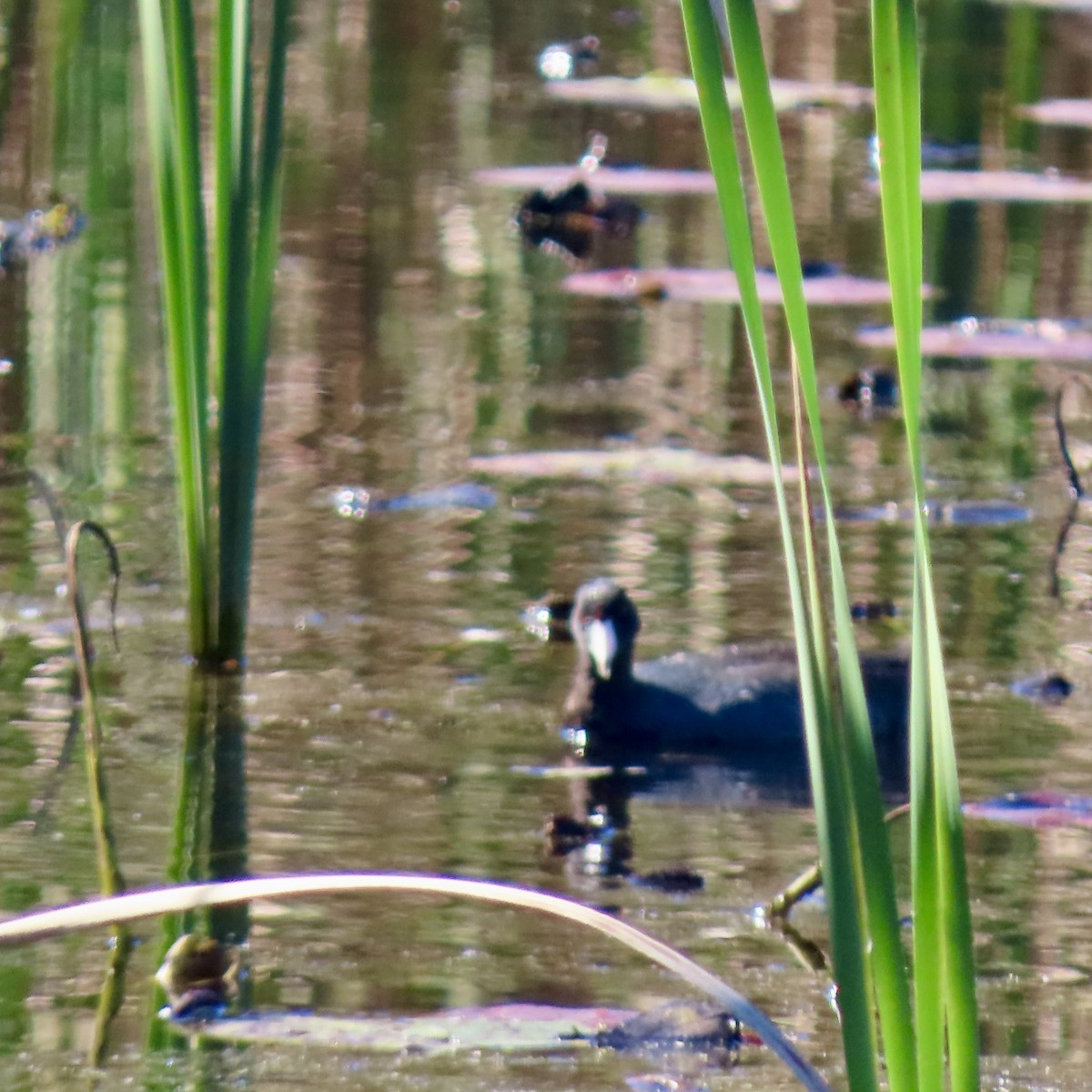 American Coot - ML643292787