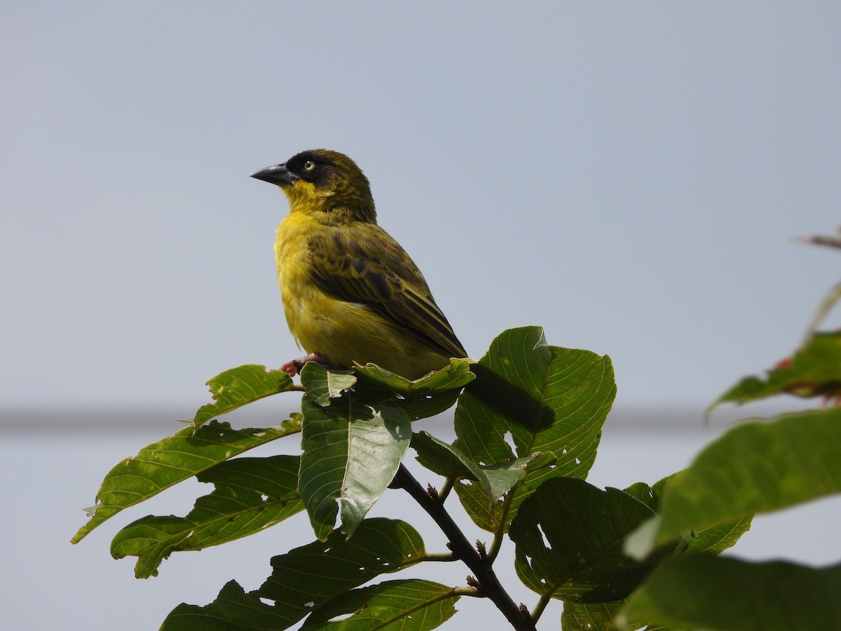 Baglafecht Weaver (Stuhlmann's) - ML643292790