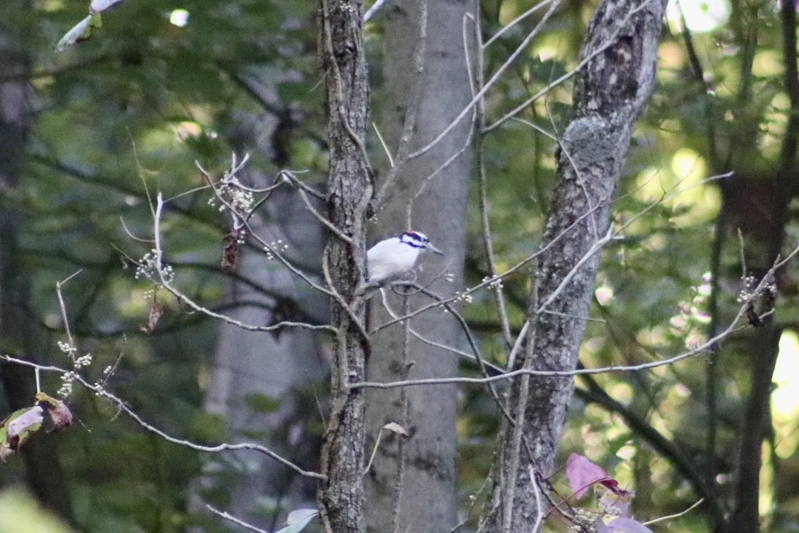 Hairy Woodpecker - ML643292792