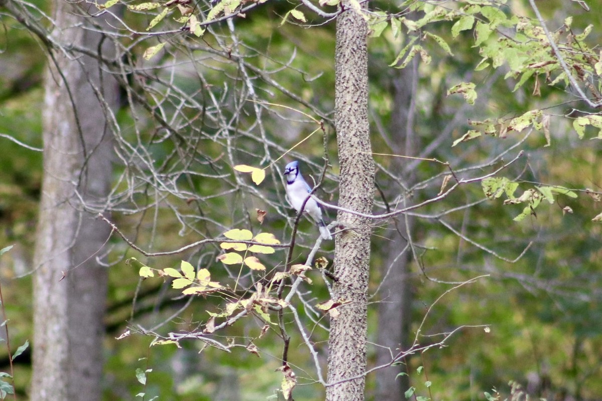 Blue Jay - ML643292805