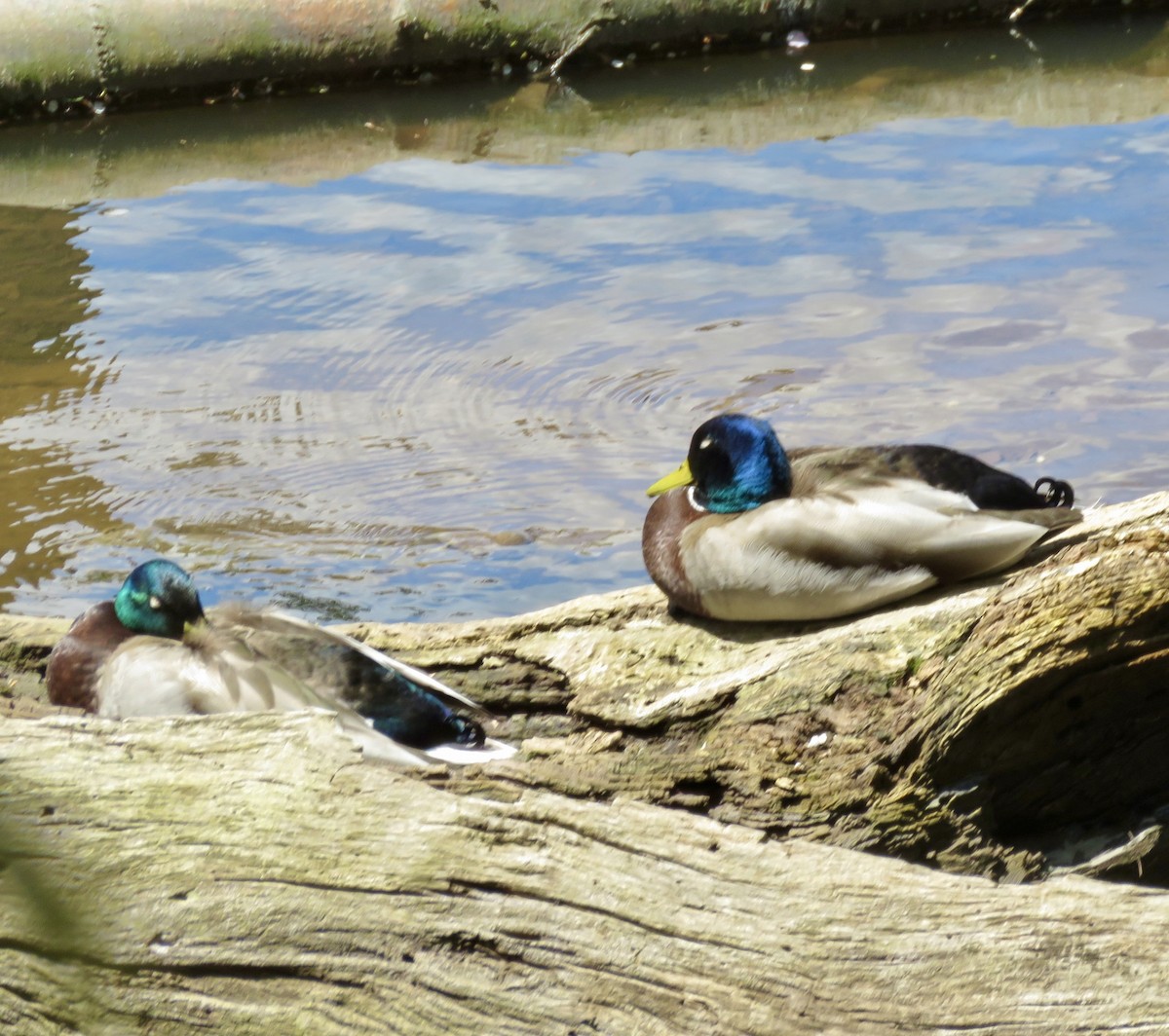 Mallard - ML643292808