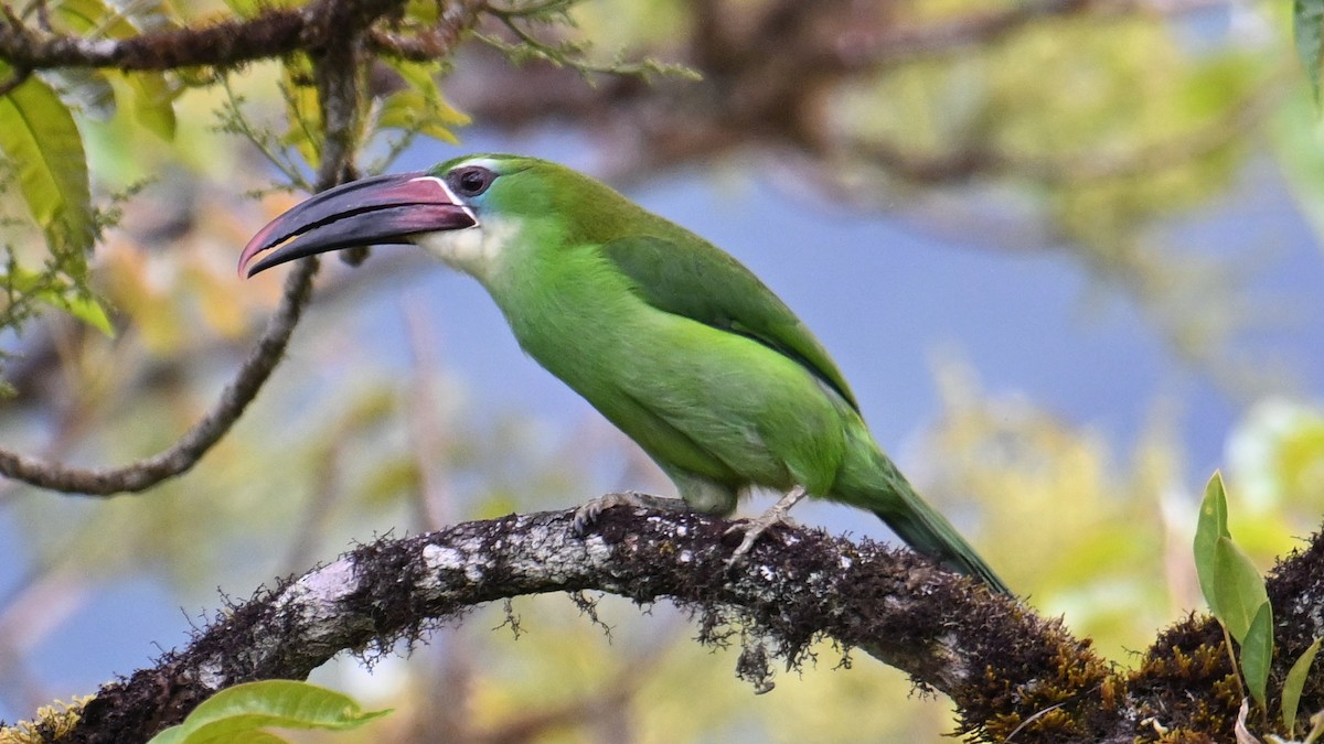 Chestnut-tipped Toucanet - ML643292813