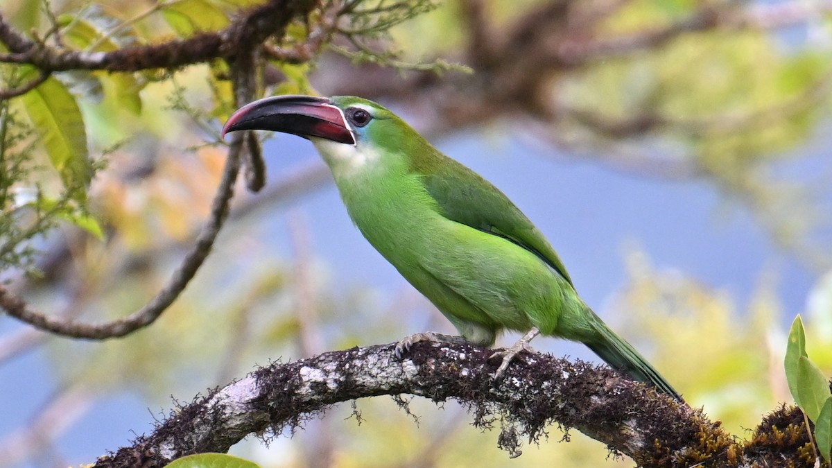 Chestnut-tipped Toucanet - ML643292824