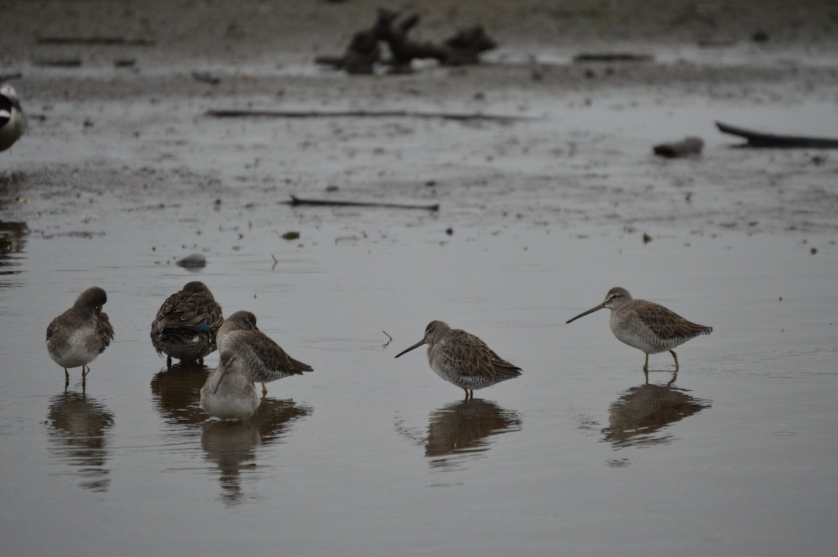 Long-billed Dowitcher - ML643292825