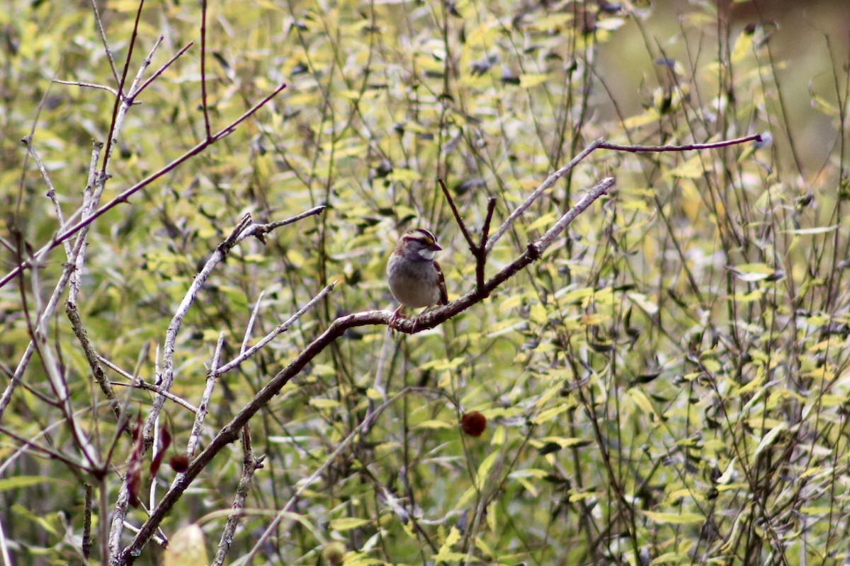 White-throated Sparrow - ML643292826