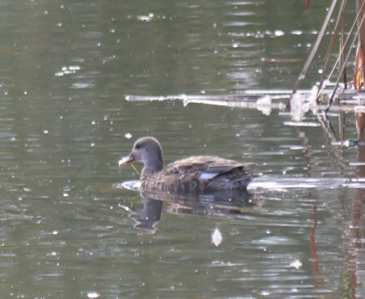 Бор нугас - ML643292833