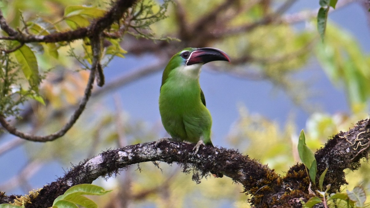 Chestnut-tipped Toucanet - ML643292840
