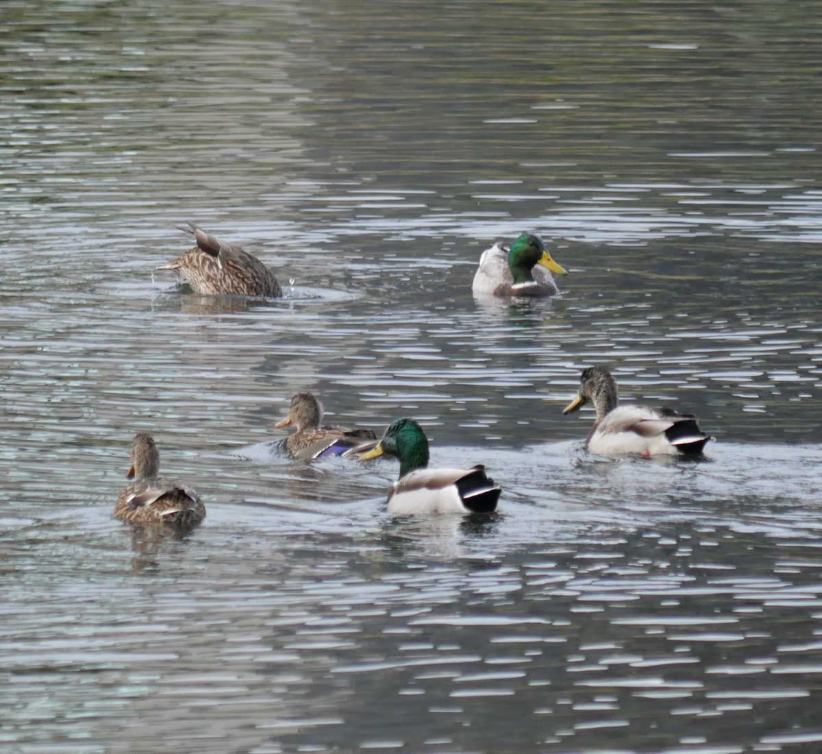 Зэрлэг нугас - ML643292842