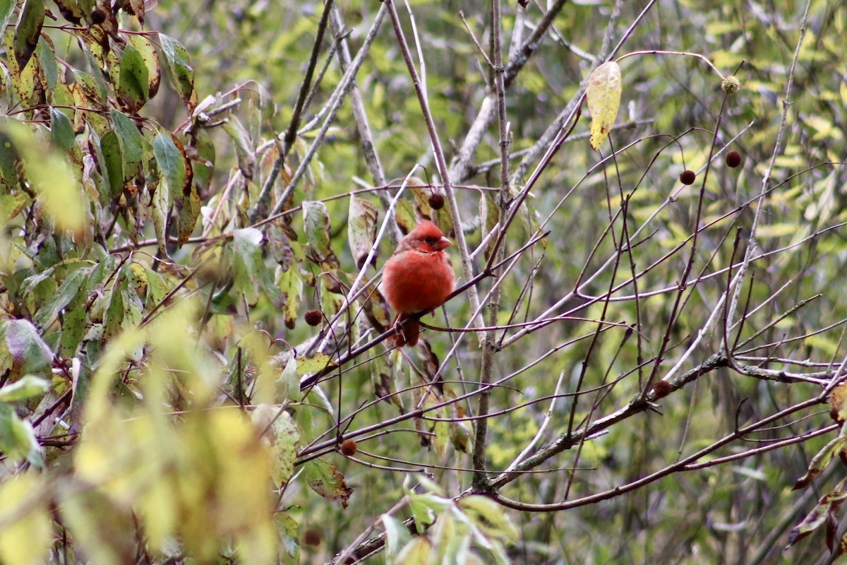 Northern Cardinal - ML643292845
