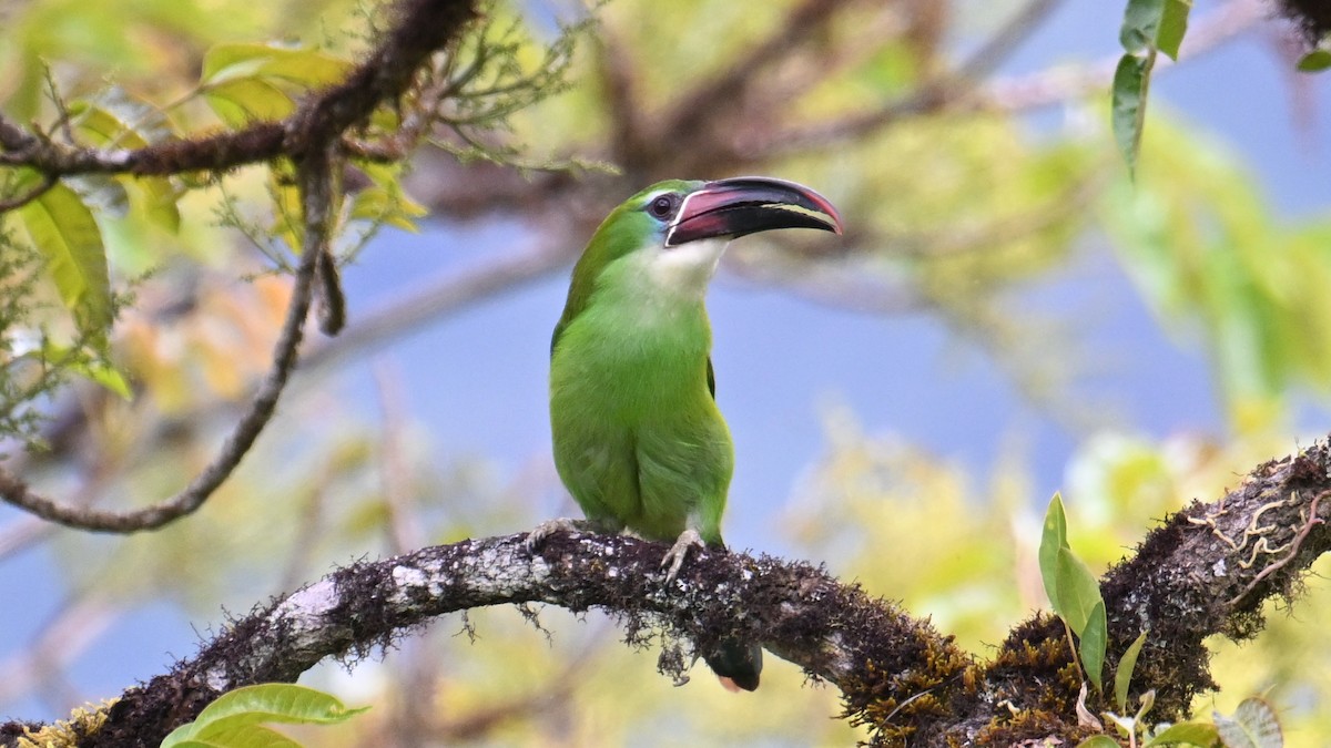 Chestnut-tipped Toucanet - ML643292849